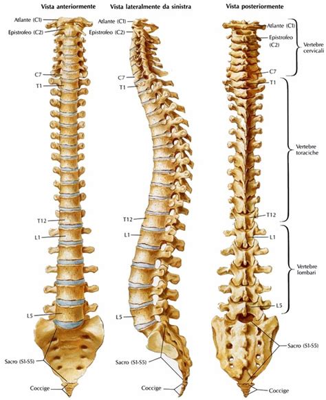 spina dorsale|Colonna vertebrale (o rachide o spina dorsale)